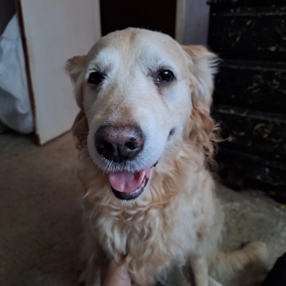 Meet your Posher, Ruben - Picture 1 of 1